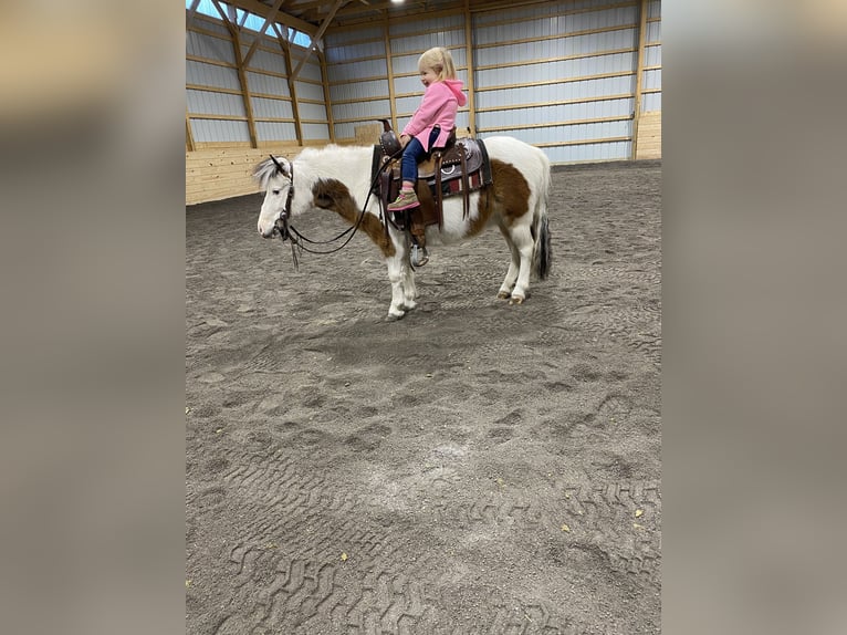 Meer ponys/kleine paarden Merrie 6 Jaar 91 cm Gevlekt-paard in Moshannon