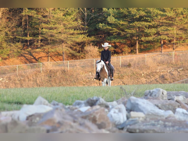 Meer ponys/kleine paarden Merrie 6 Jaar 91 cm Gevlekt-paard in Moshannon