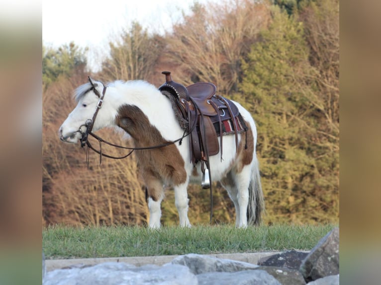 Meer ponys/kleine paarden Merrie 6 Jaar 91 cm Gevlekt-paard in Moshannon