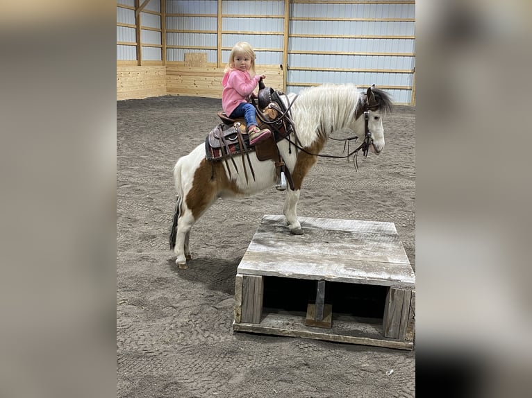 Meer ponys/kleine paarden Merrie 6 Jaar 91 cm Gevlekt-paard in Moshannon