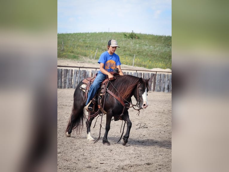 Meer ponys/kleine paarden Merrie 7 Jaar 117 cm Zwart in Thedford, NE