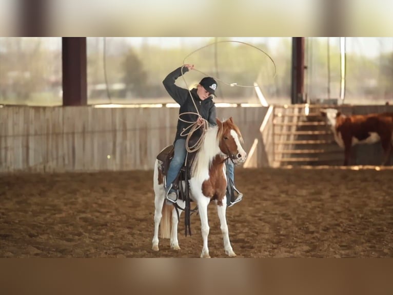 Meer ponys/kleine paarden Merrie 7 Jaar 119 cm Gevlekt-paard in Marietta