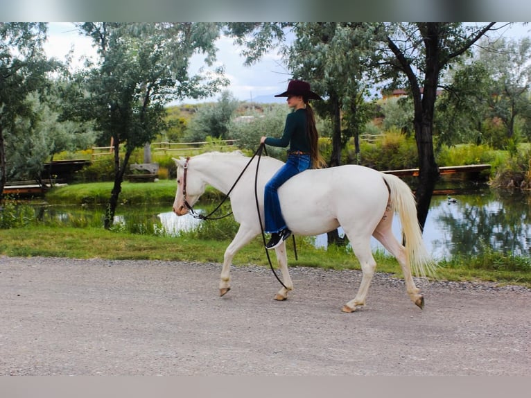 Meer ponys/kleine paarden Merrie 7 Jaar 130 cm Wit in Stephenville