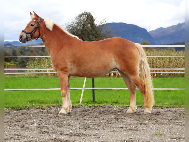 Meer ponys/kleine paarden Merrie 7 Jaar 135 cm Vos in Kirchbichl