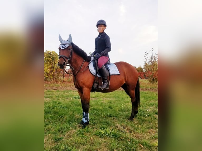 Meer ponys/kleine paarden Merrie 7 Jaar 143 cm Bruin in Berlin