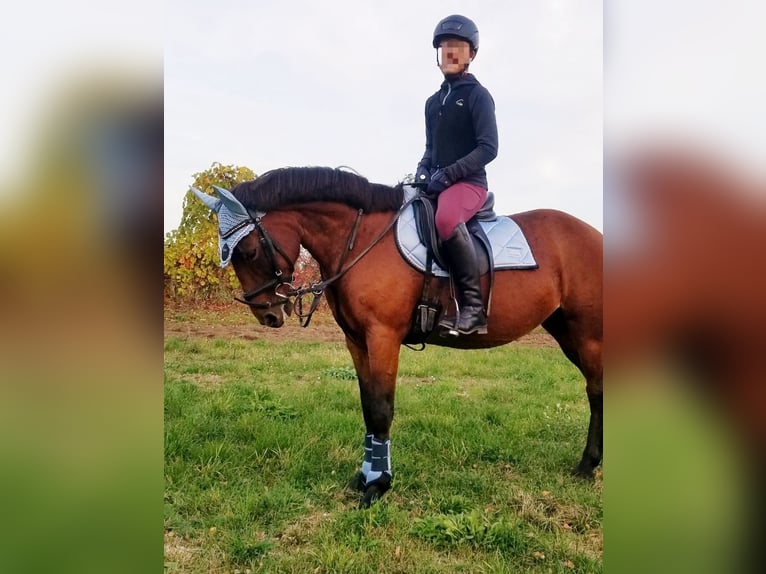 Meer ponys/kleine paarden Merrie 7 Jaar 143 cm Bruin in Berlin