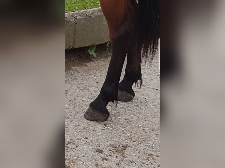 Meer ponys/kleine paarden Merrie 7 Jaar 143 cm Bruin in Berlin