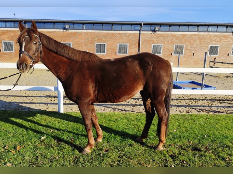 Meer ponys/kleine paarden Merrie 7 Jaar 145 cm Donkere-vos in Bad Laer