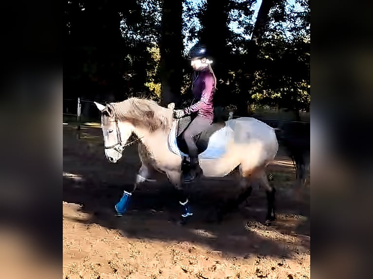 Meer ponys/kleine paarden Merrie 7 Jaar 147 cm Brown Falb schimmel in Lage