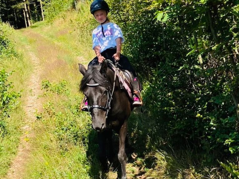 Meer ponys/kleine paarden Merrie 7 Jaar 148 cm Zwart in Görwihl