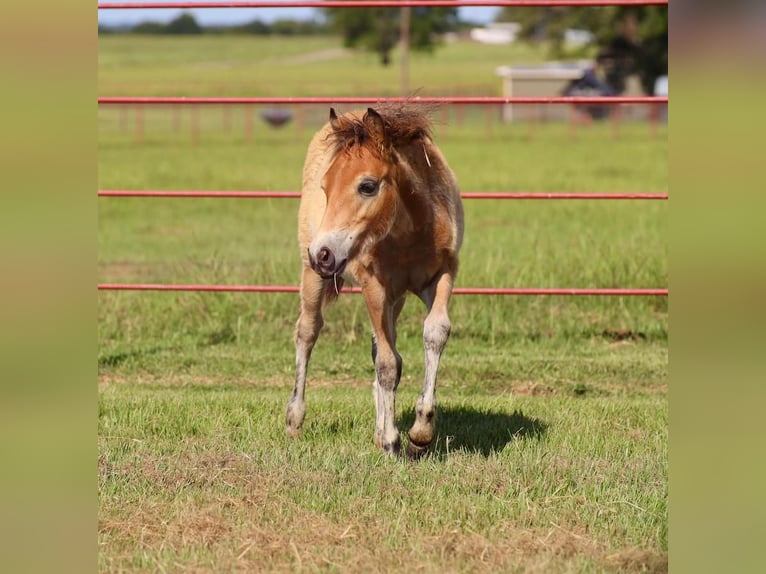 Meer ponys/kleine paarden Merrie 7 Jaar Schimmel in Grand Saline