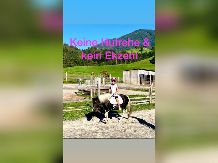 Meer ponys/kleine paarden Mix Merrie 8 Jaar 110 cm Gevlekt-paard in Gallzein