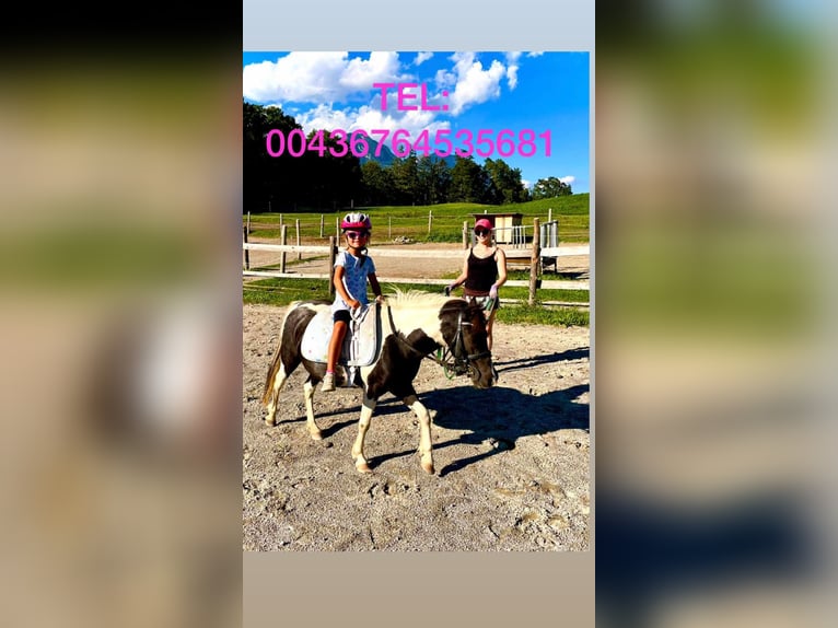 Meer ponys/kleine paarden Mix Merrie 8 Jaar 110 cm Gevlekt-paard in Gallzein