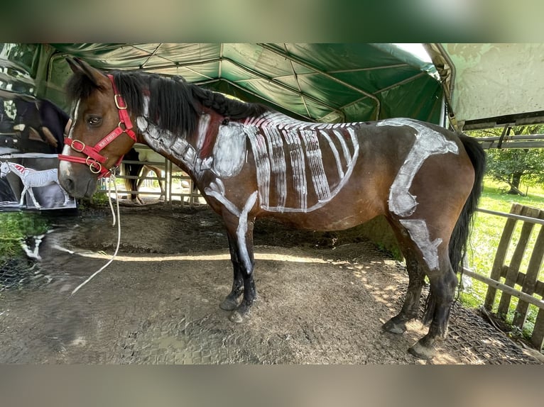 Meer ponys/kleine paarden Merrie 8 Jaar 140 cm Bruin in Ohlsbach