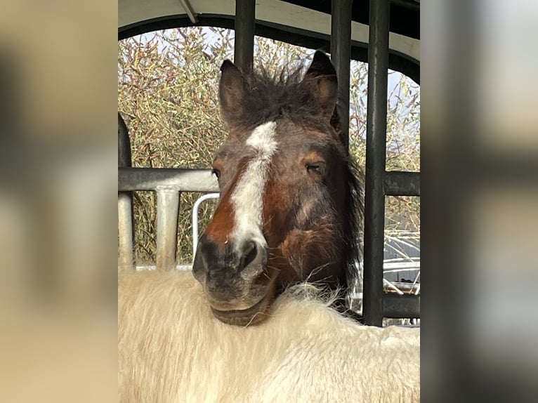 Meer ponys/kleine paarden Merrie 8 Jaar 140 cm Bruin in Ohlsbach