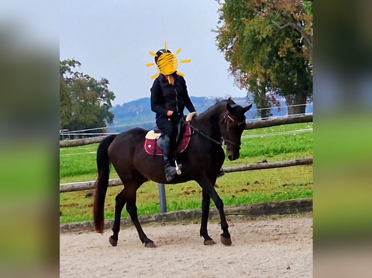 Meer ponys/kleine paarden Merrie 8 Jaar 150 cm Donkerbruin in Pelmberg