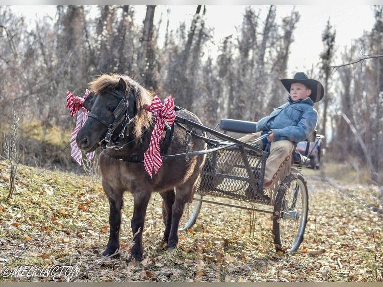 Meer ponys/kleine paarden Merrie 8 Jaar 99 cm Roan-Blue in Rigby