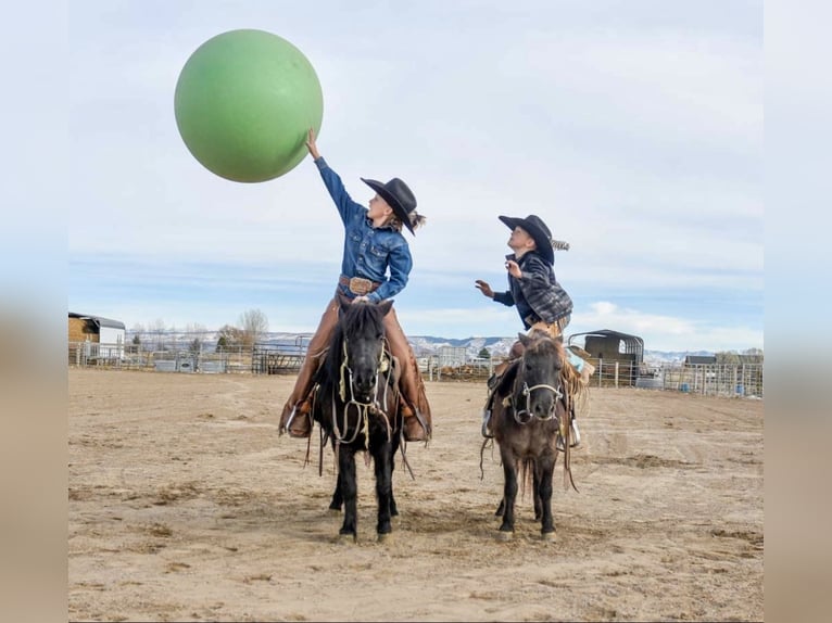 Meer ponys/kleine paarden Merrie 8 Jaar 99 cm Roan-Blue in Rigby