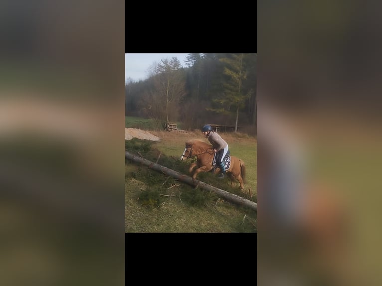 Meer ponys/kleine paarden Merrie 8 Jaar Vos in Krumbach