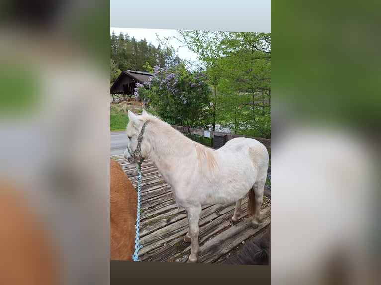 Meer ponys/kleine paarden Merrie 8 Jaar Vos in Krumbach