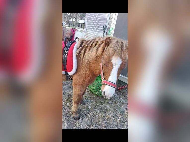 Meer ponys/kleine paarden Merrie 8 Jaar Vos in Krumbach