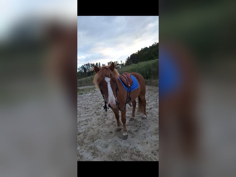 Meer ponys/kleine paarden Merrie 8 Jaar Vos in Krumbach