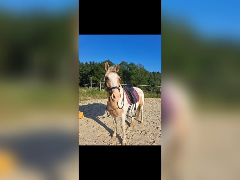 Meer ponys/kleine paarden Merrie 8 Jaar Vos in Krumbach