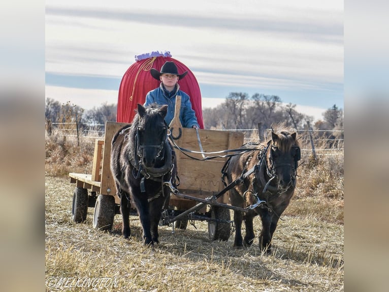 Meer ponys/kleine paarden Merrie 9 Jaar 109 cm Zwart in Rigby