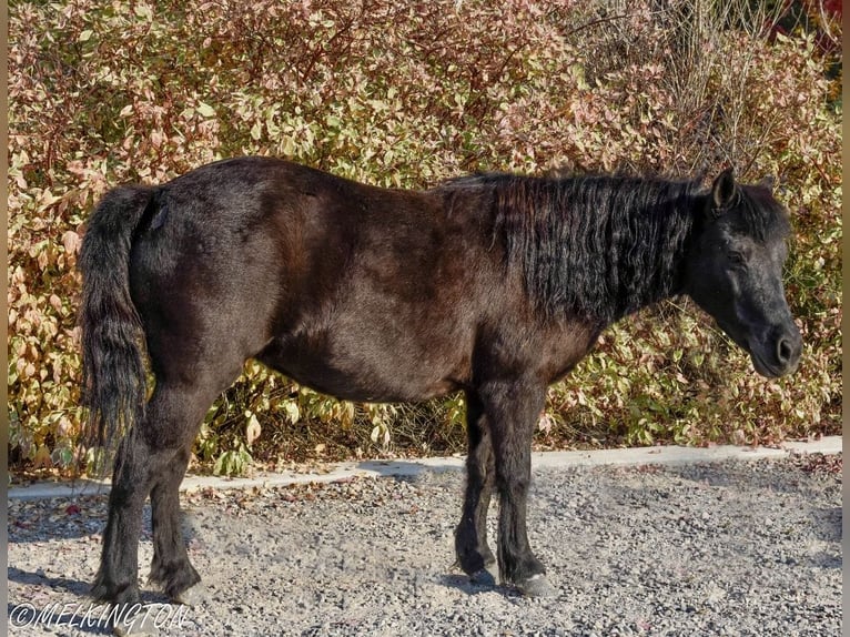 Meer ponys/kleine paarden Merrie 9 Jaar 109 cm Zwart in Rigby