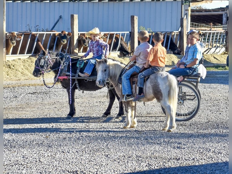 Meer ponys/kleine paarden Merrie 9 Jaar 109 cm Zwart in Rigby