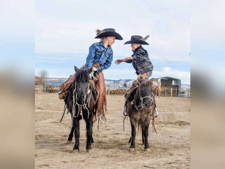 Meer ponys/kleine paarden Merrie 9 Jaar 109 cm Zwart in Rigby