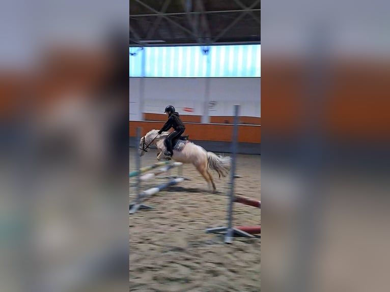 Meer ponys/kleine paarden Merrie 9 Jaar 114 cm Palomino in Czech Republic