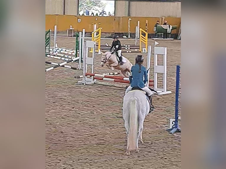 Meer ponys/kleine paarden Merrie 9 Jaar 114 cm Palomino in Czech Republic