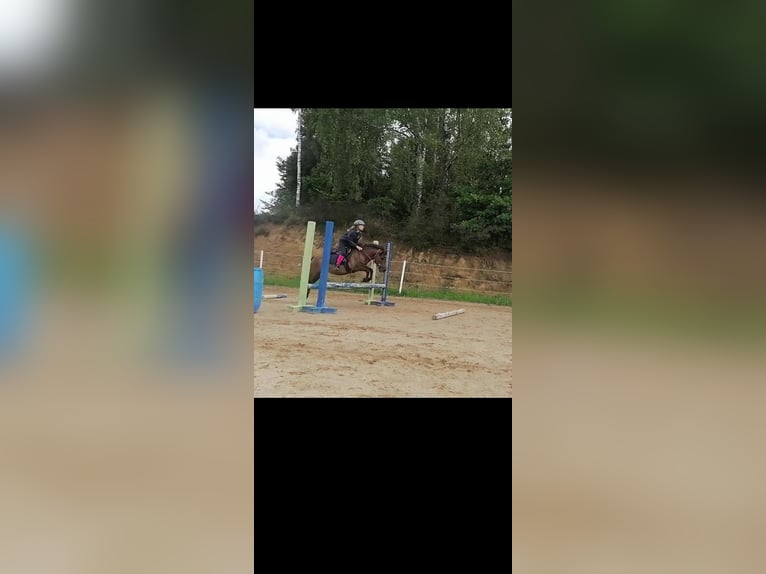 Meer ponys/kleine paarden Merrie 9 Jaar 120 cm kan schimmel zijn in Bieszkowice