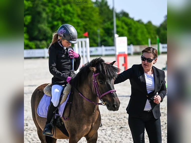 Meer ponys/kleine paarden Merrie 9 Jaar 120 cm kan schimmel zijn in Bieszkowice