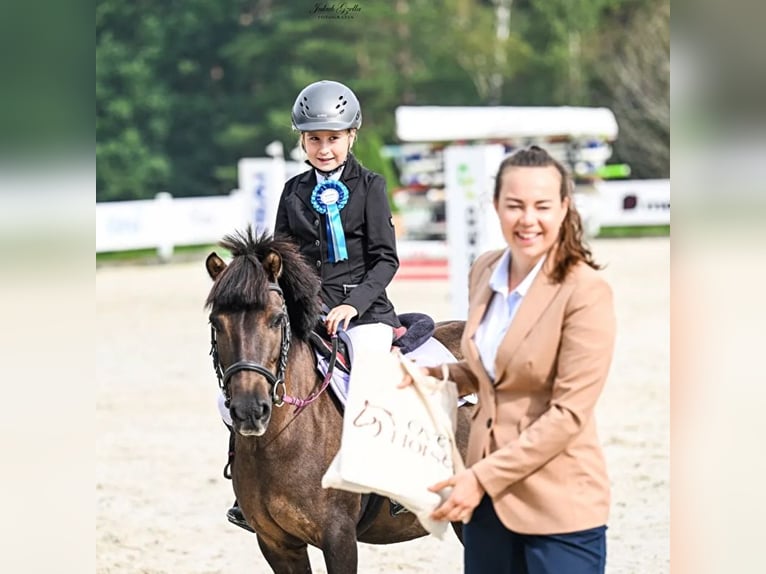 Meer ponys/kleine paarden Merrie 9 Jaar 120 cm kan schimmel zijn in Bieszkowice