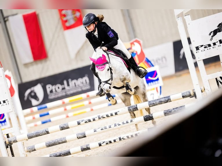 Meer ponys/kleine paarden Merrie 9 Jaar 125 cm Schimmel in Czempiń