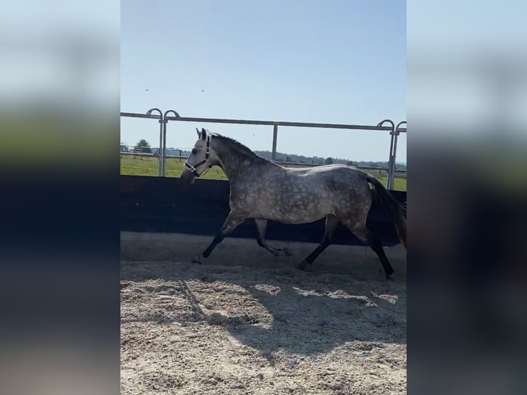 Meer ponys/kleine paarden Merrie 9 Jaar 147 cm Schimmel in Kirchberg an der Murr