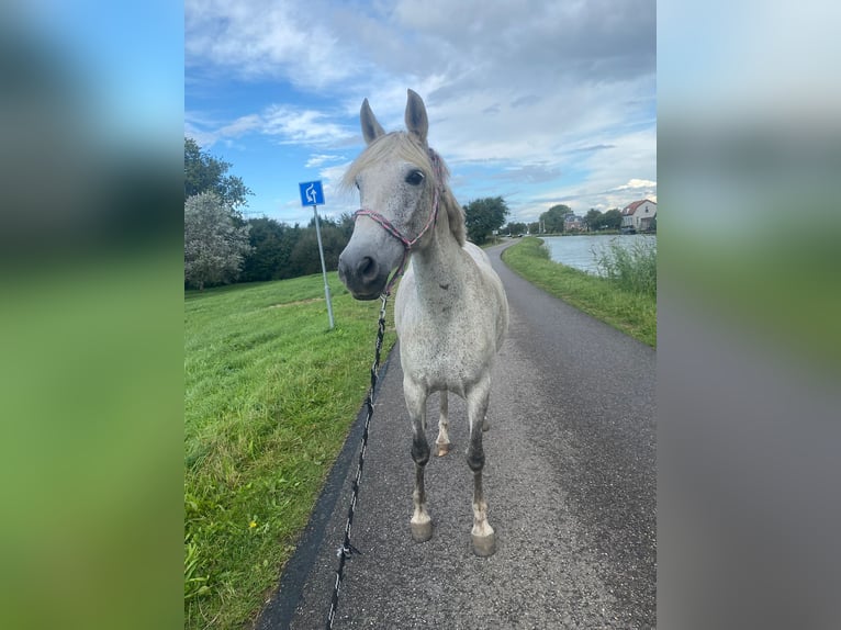 Meer ponys/kleine paarden Merrie 9 Jaar 150 cm Vliegenschimmel in Wateringen