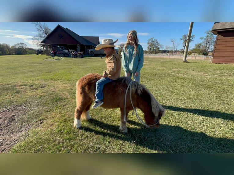 Meer ponys/kleine paarden Ruin 10 Jaar 102 cm Falbe in Carthage