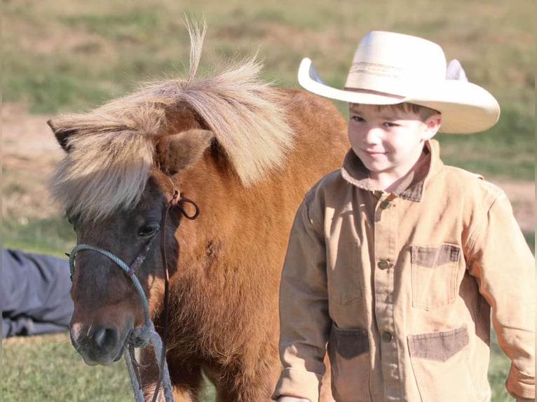 Meer ponys/kleine paarden Ruin 10 Jaar 102 cm Falbe in Carthage