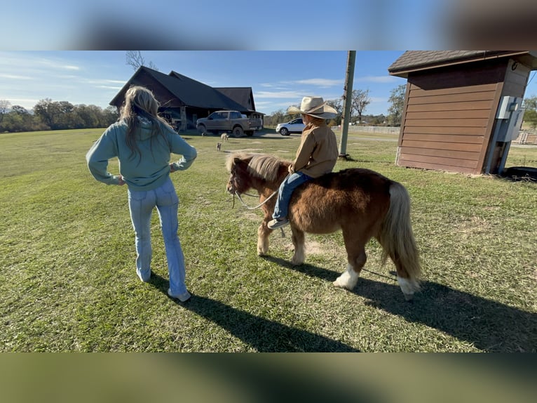 Meer ponys/kleine paarden Ruin 10 Jaar 102 cm Falbe in Carthage