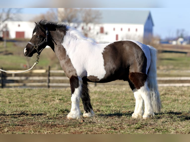 Meer ponys/kleine paarden Ruin 10 Jaar 107 cm Gevlekt-paard in Gap