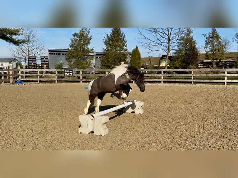 Meer ponys/kleine paarden Ruin 10 Jaar 107 cm Gevlekt-paard in Gap