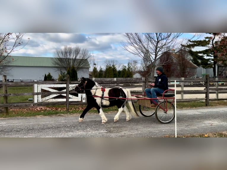 Meer ponys/kleine paarden Ruin 10 Jaar 107 cm Gevlekt-paard in Gap