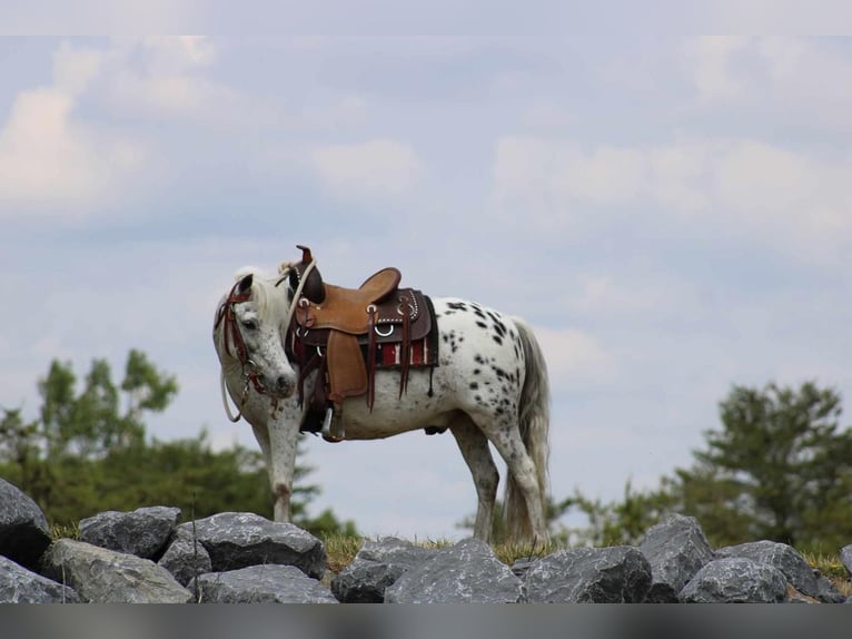 Meer ponys/kleine paarden Ruin 10 Jaar 112 cm Wit in Rebersburg, PA