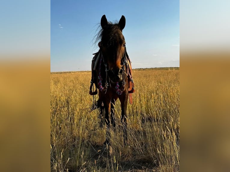 Meer ponys/kleine paarden Ruin 10 Jaar 122 cm Roan-Blue in Casper, WY