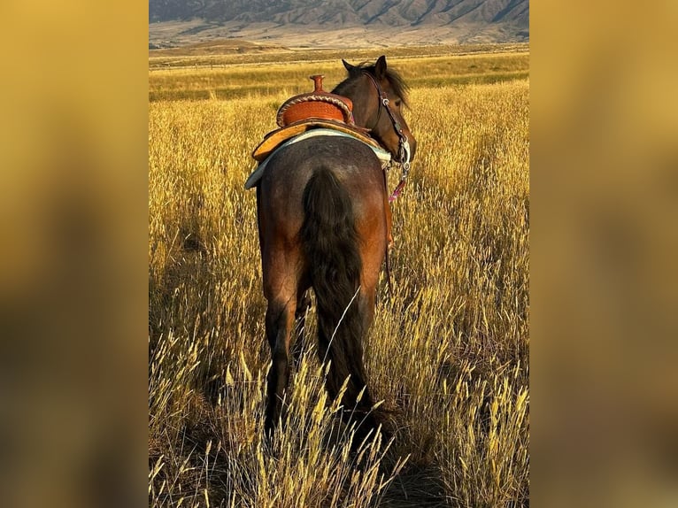 Meer ponys/kleine paarden Ruin 10 Jaar 122 cm Roan-Blue in Casper, WY