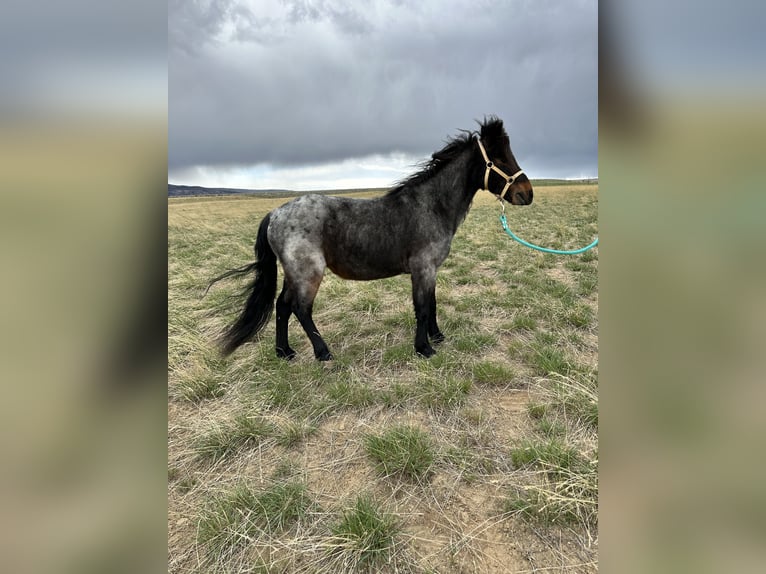 Meer ponys/kleine paarden Ruin 10 Jaar 122 cm Roan-Blue in Casper