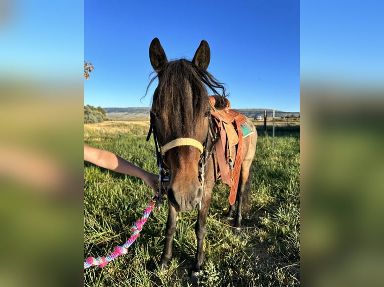 Meer ponys/kleine paarden Ruin 10 Jaar 122 cm Roan-Blue in Casper